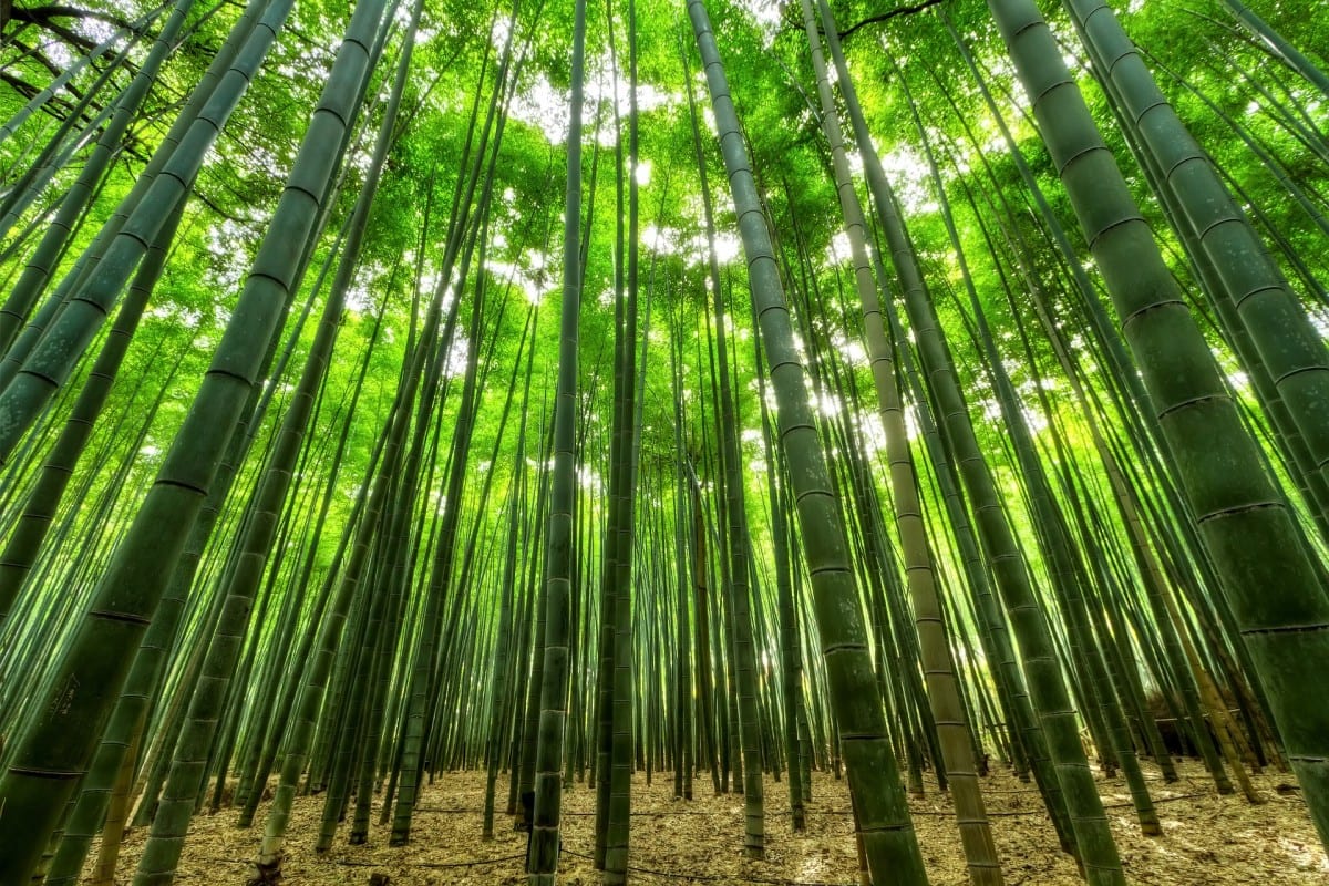 bamboo growing on a plantation
